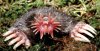 01-star-nosed-mole.jpg